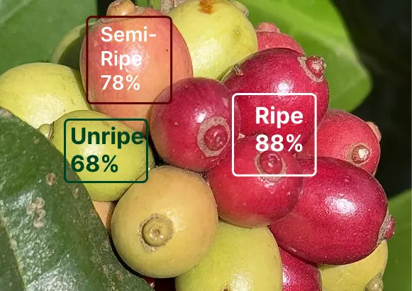 Cherry detection AI