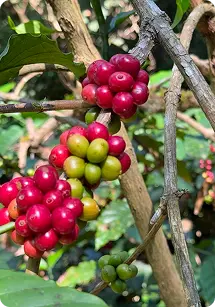 Coffee plantation