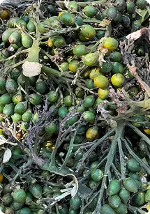 Arecanut plantation