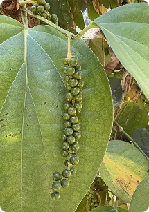 Pepper plantation
