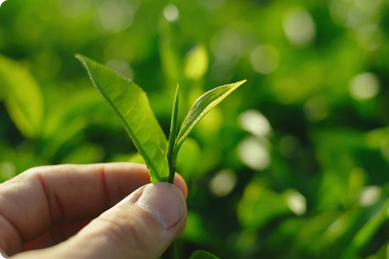 Tea plantation