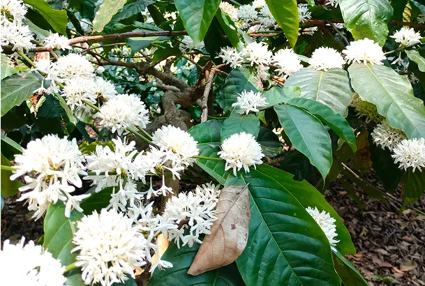 Coffee flowering for yield prediction